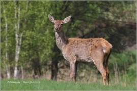 <p>JELEN LESNÍ (Cervus elaphus) Šluknovsko - Valdek /Red deer - Rothirsch/</p>